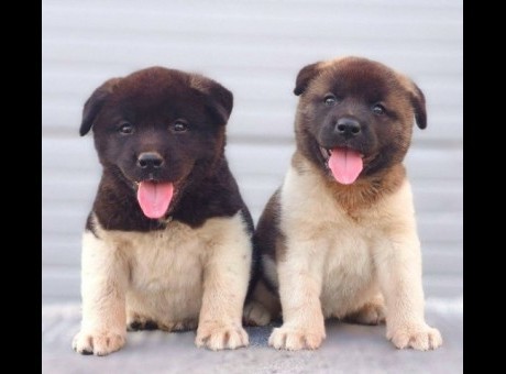 americka akita 01.jpg